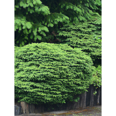 PICEA abies NIDIFORMIS