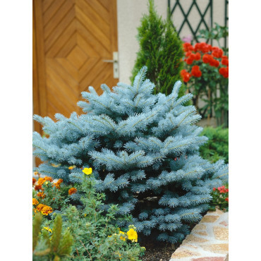 PICEA pungens GLAUCA GLOBOSA