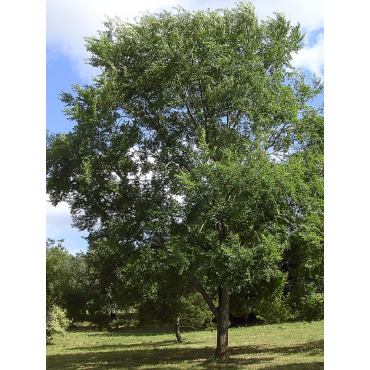 ULMUS resista SAPPORO GOLD