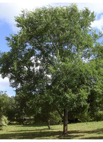 ULMUS resista SAPPORO GOLD