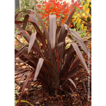 PHORMIUM tenax ATROPURPUREUM