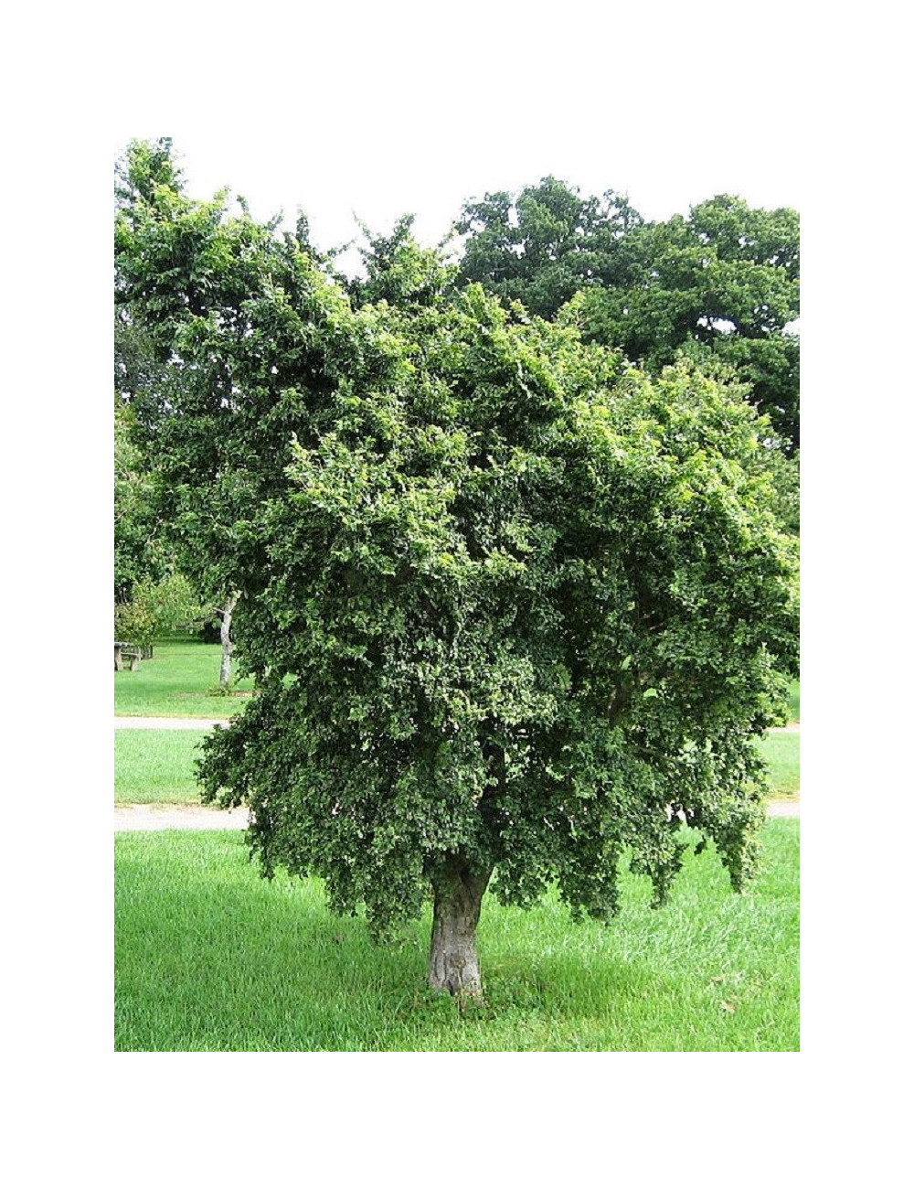 ULMUS minor JACQUELINE HILLIER