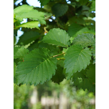 ULMUS LUTÈCE
