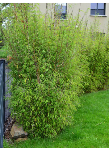 FARGESIA angustissima