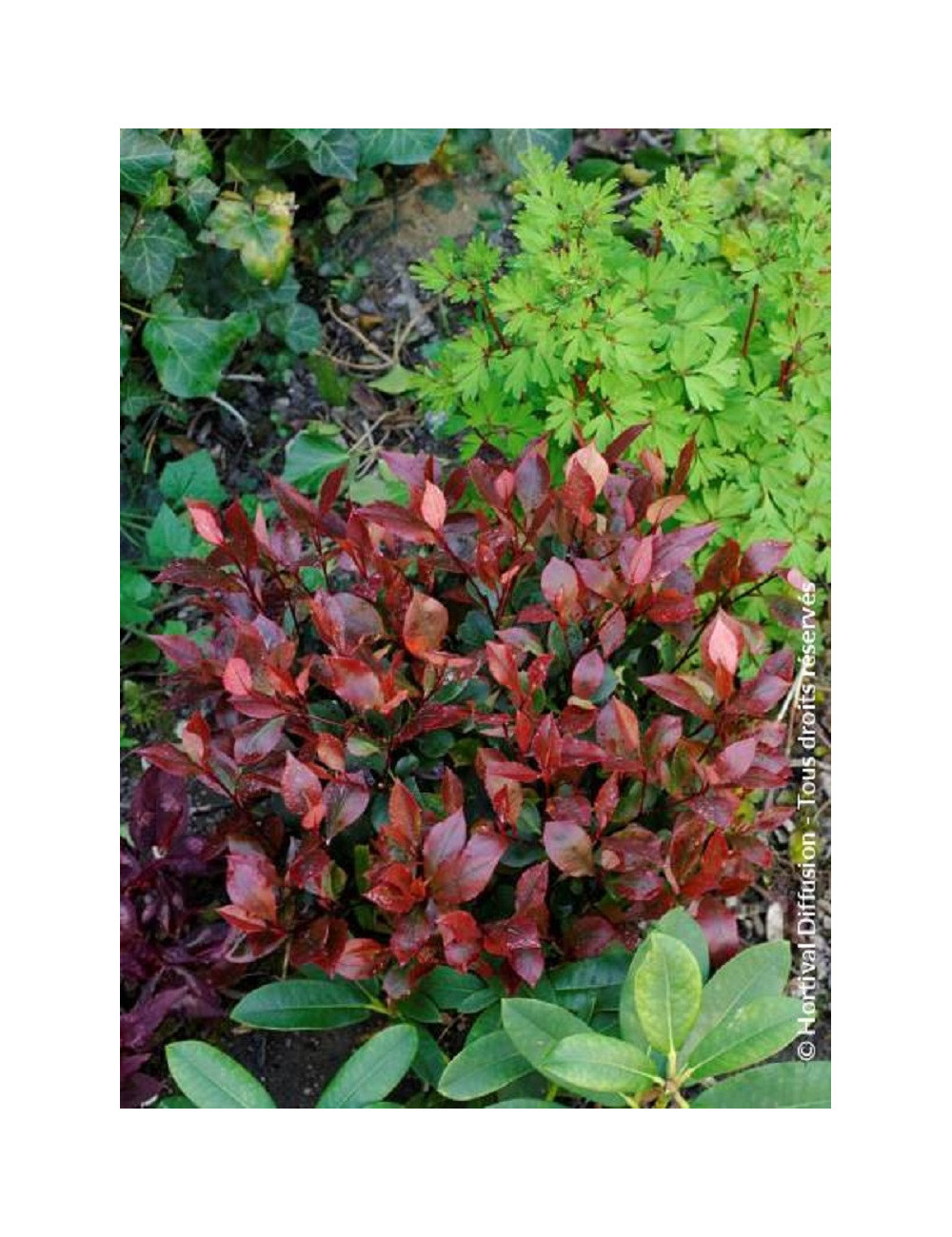 PHOTINIA fraseri LITTLE RED ROBIN