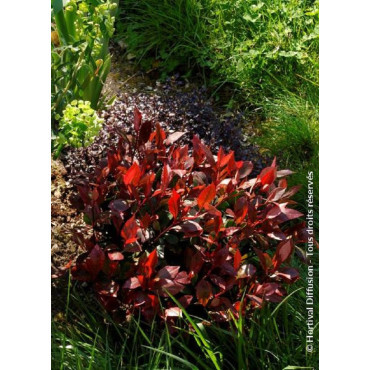 PHOTINIA fraseri LITTLE RED ROBIN