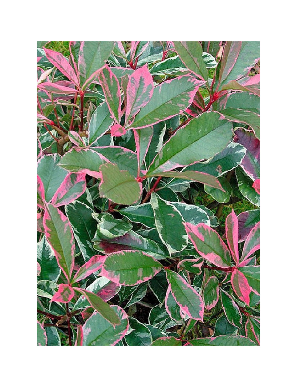 PHOTINIA fraseri PINK MARBLE