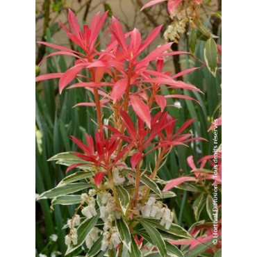 PIERIS japonica FLAMING SILVER