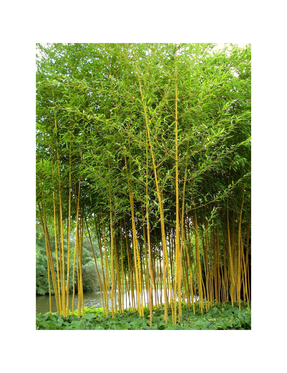 Topiaire (Plante taillée) - VIBURNUM tinus EVE PRICE (Laurier tin Eve Price)