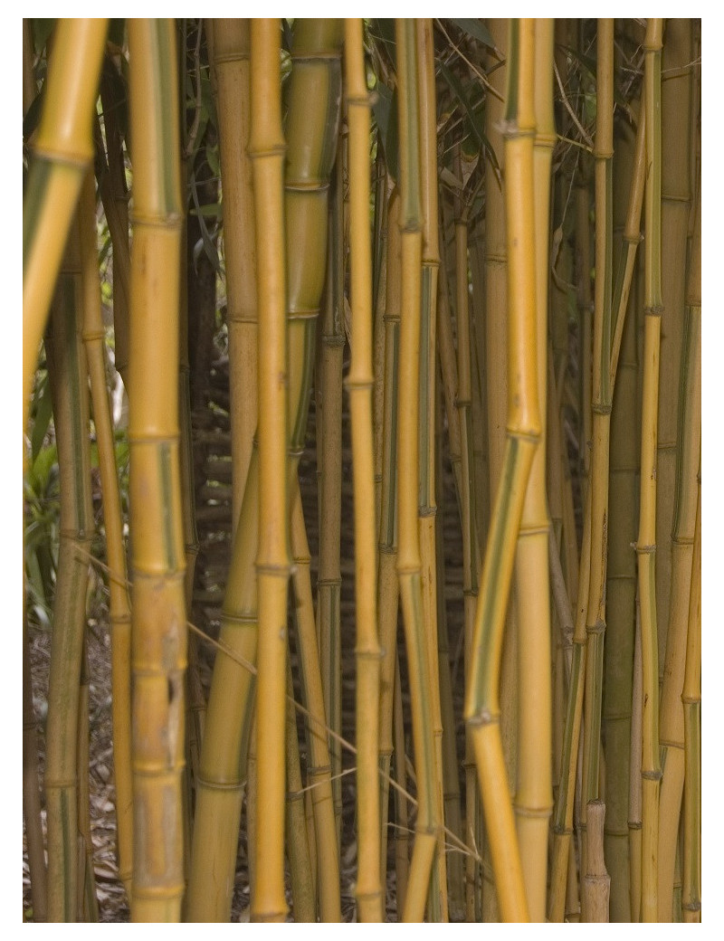 Topiaire (plante taillée) - PHYLLOSTACHYS aureosulcata SPECTABILIS (Bambou jaune strié vert)