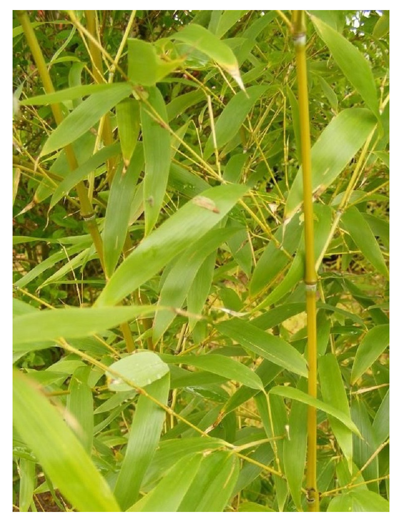 Topiaire (plante taillée) - PHYLLOSTACHYS AUREA (Bambou doré)