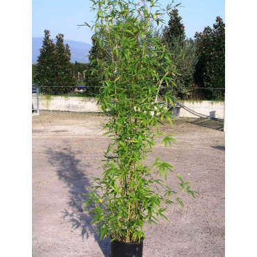 Topiaire (plante taillée) - PHYLLOSTACHYS AUREA (Bambou doré)