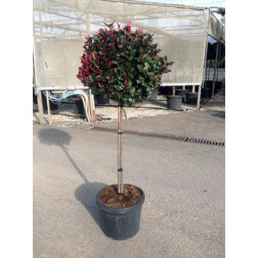 PHOTINIA fraseri LITTLE RED ROBIN
