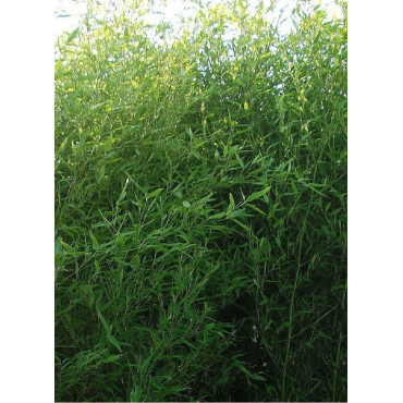 Topiaire (plante taillée) - PHYLLOSTACHYS BISSETII (Bambou vert)