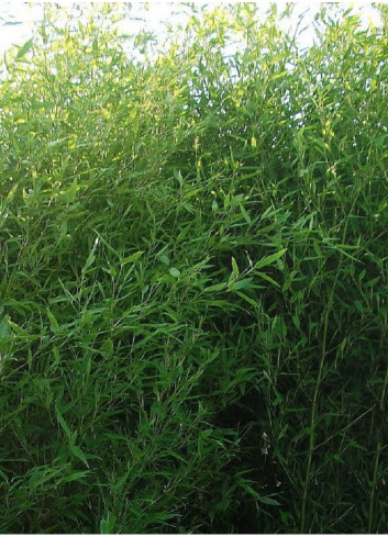 Topiaire (plante taillée) - PHYLLOSTACHYS BISSETII (Bambou vert)