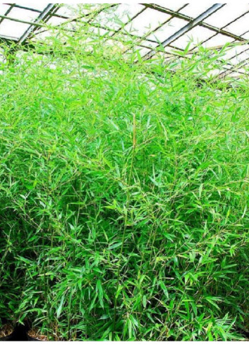 Topiaire (plante taillée) - PHYLLOSTACHYS BISSETII (Bambou vert)