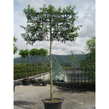 Topiaire (Plante taillée) - ILEX NELLIE R. STEVENS (Houx)