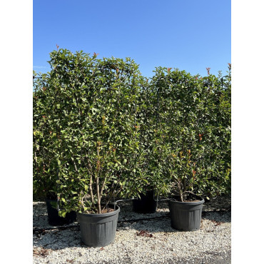 PHOTINIA fraseri RED ROBIN