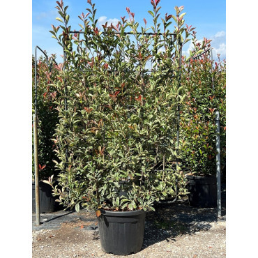 Topiaire (Plante taillée) - PHOTINIA fraseri PINK MARBLE® (Photinia Pink Marble) En pot forme espalier