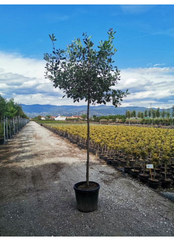 PHOTINIA fraseri PINK MARBLE En pot forme tige hauteur du tronc 180-200 cm