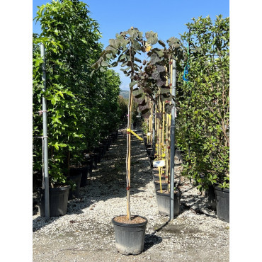 CERCIS canadensis RUBY FALLS