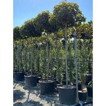 ACER platanoides GLOBOSUM En pot de 35-50 litres forme tige hauteur du tronc 180-200 cm