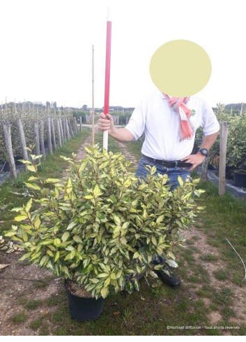 ELAEAGNUS ebbingei MARYLINE  En pot de 15-20 litres forme buisson