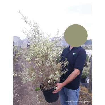 LIGUSTRUM ibota MUSLI En pot de 10-12 litres
