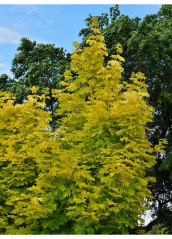 ACER platanoides PRINCETON GOLD