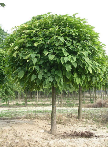 CATALPA bignonioides NANA