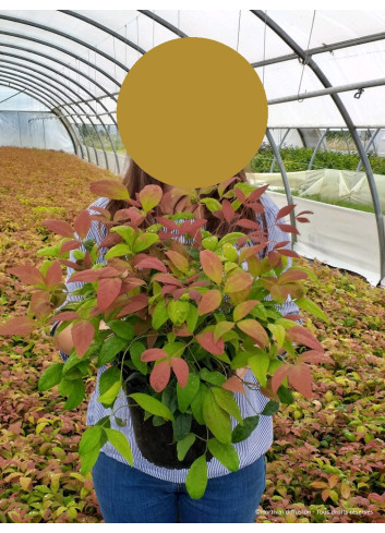 NANDINA domestica BLUSH PINK En pot de 4-5 litres