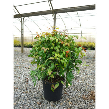 NANDINA domestica FIRE POWER En pot de 10-12 litres