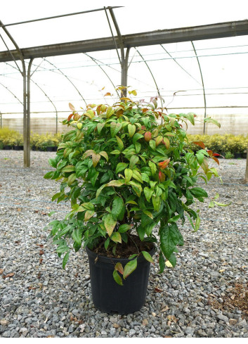 NANDINA domestica FIRE POWER En pot de 10-12 litres