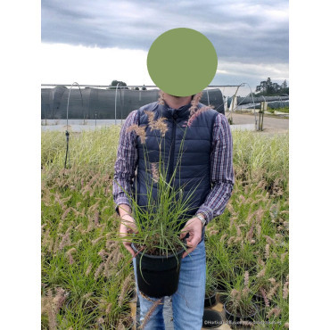 PENNISETUM orientale KARLEY ROSE En pot de 4-5 litres forme buisson