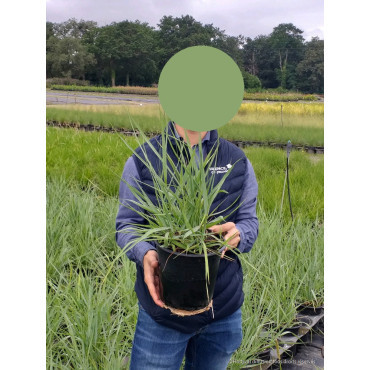 PANICUM virgatum PRAIRIE SKY En pot de 4-5 litres