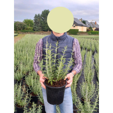 PEROVSKIA atriplicifolia BLUE SPIRE En pot de 4-5 litres