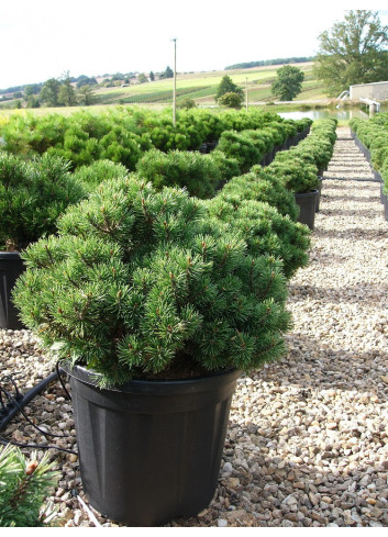 PINUS mugo MOPS En pot de 15-20 litres