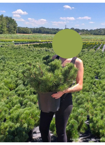 PINUS mugo var.mughus En pot de 10-12 litres