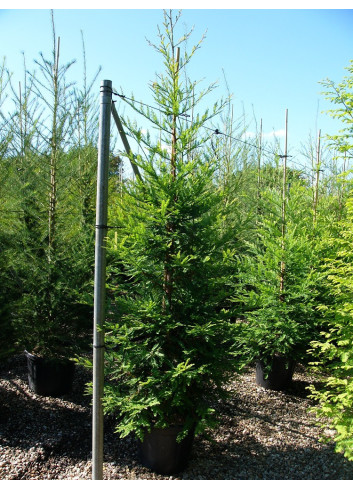 SEQUOIA sempervirens En pot de 35-50 litres