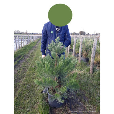 SEQUOIADENDRON giganteum En pot de 15-20 litres