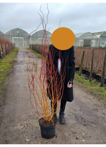 SALIX sepulcralis ERYTHROFLEXUOSA En pot de 10-12 litres