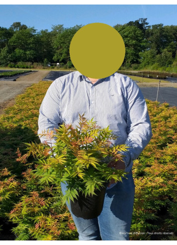 SORBARIA sorbifolia SEM En pot de 4-5 litres