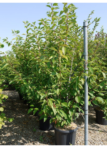 PRUNUS serrulata KANZAN En pot de 35-50 litres