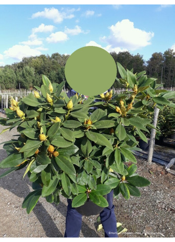 RHODODENDRON ANNA ROSE WHITNEY En pot de 15-20 litres