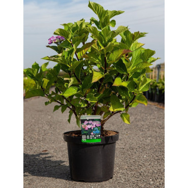 HYDRANGEA ZORRO En pot de 7-10 litres