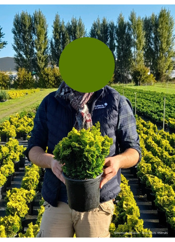 CHAMAECYPARIS obtusa AURORA En pot de 4-5 litres