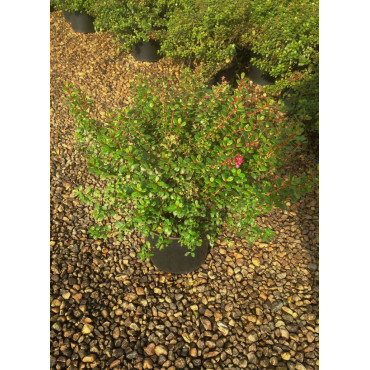 ESCALLONIA RED DREAM En pot de 4-5 litres
