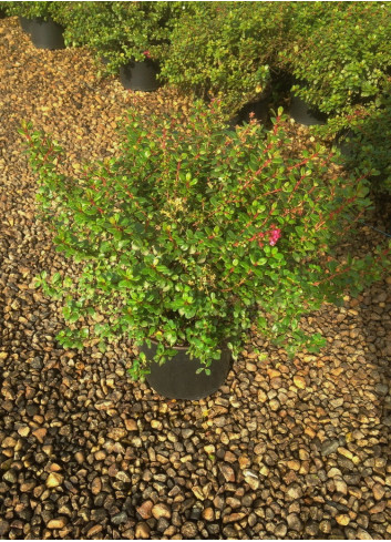 ESCALLONIA RED DREAM En pot de 4-5 litres