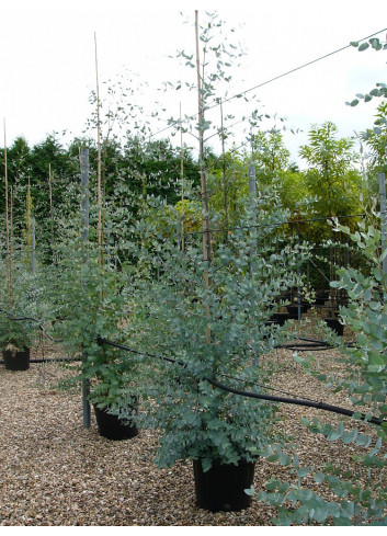 EUCALYPTUS gunnii En pot de 25-30 litres forme baliveau