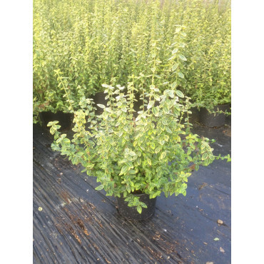 EUONYMUS fortunei EMERALD'N GOLD En pot de 4-5 litres